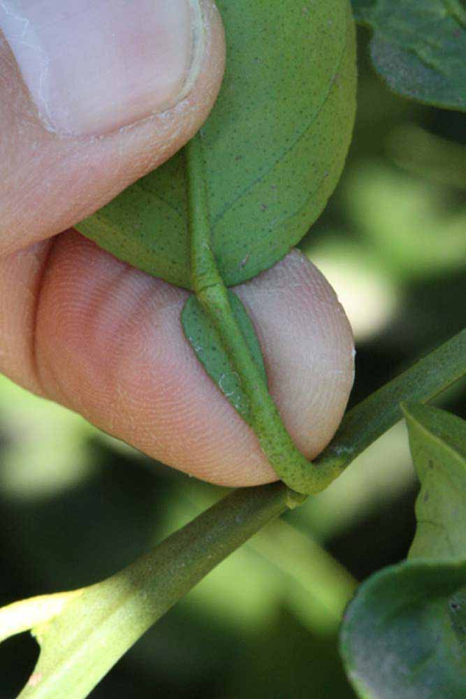              Petiole (Riverside, CA)       